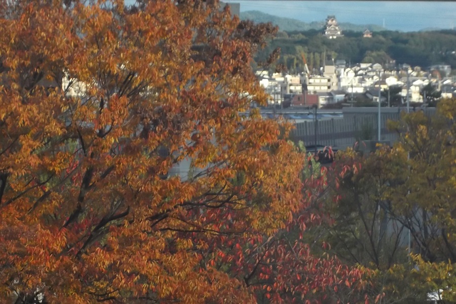 紅葉①.jpg